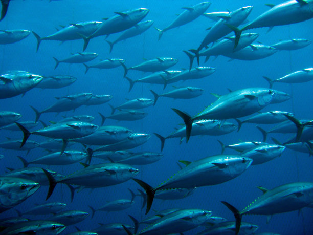 tuna