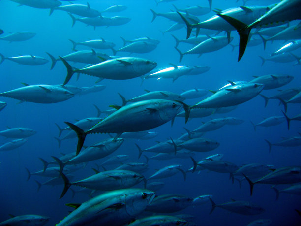 tuna