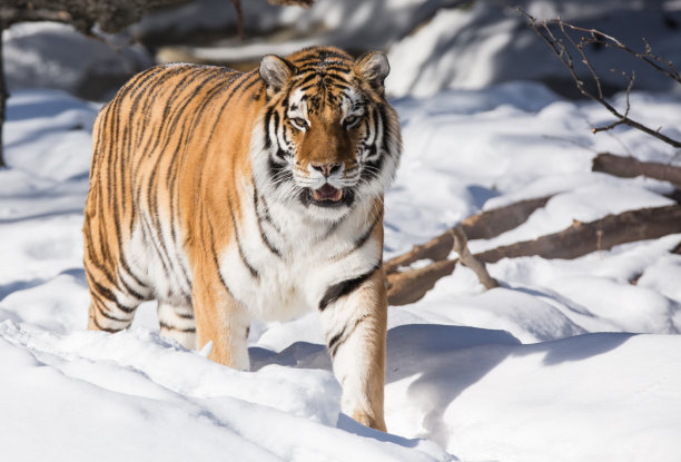 siberian
