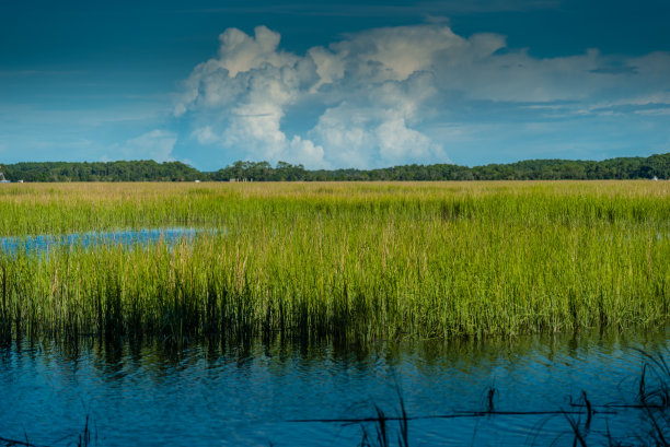 marsh