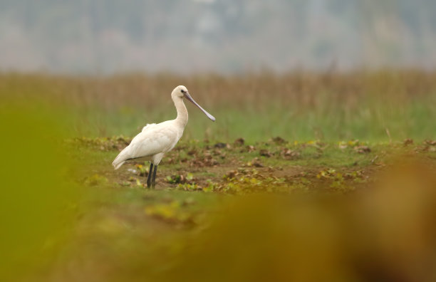 spoonbill