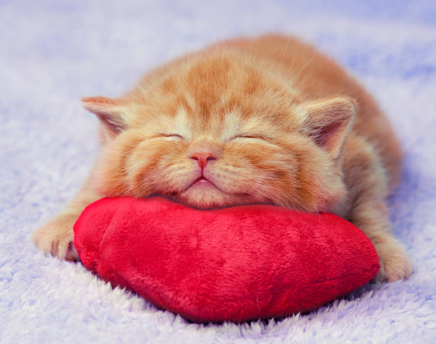 猫猫抱枕
