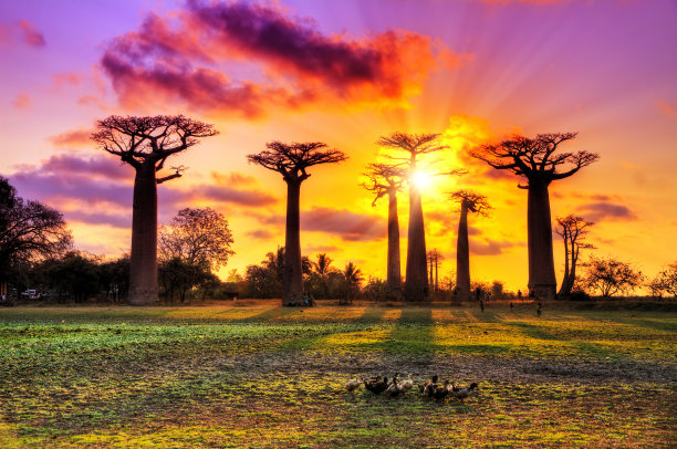 baobab