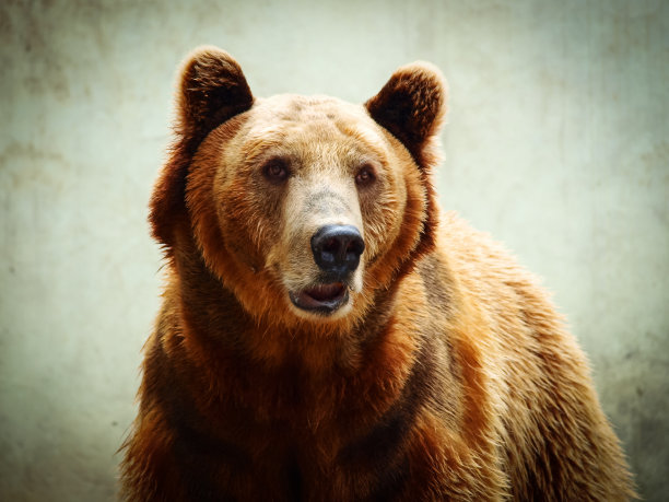 bear