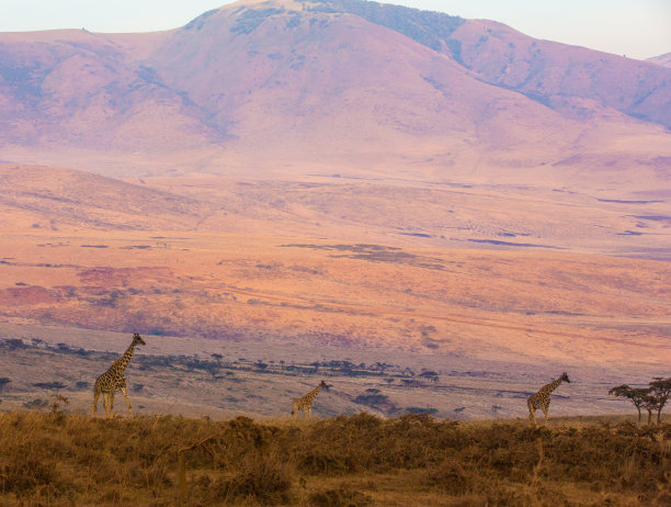 ngorongoro