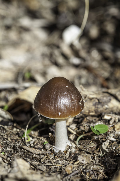 雀斑蘑菇