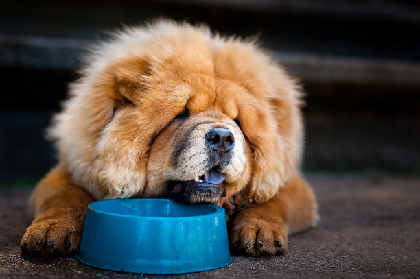 chow