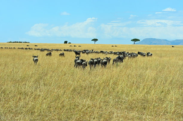 ngorongoro