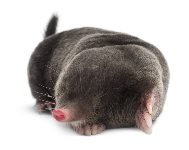 mole
