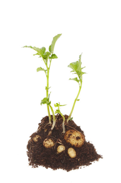 potatoes