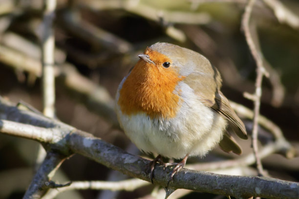 robin-chat