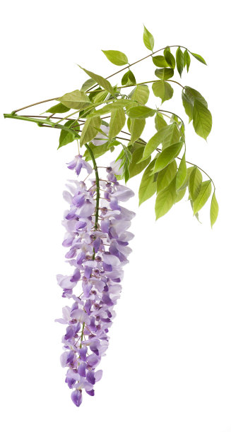 紫藤花 