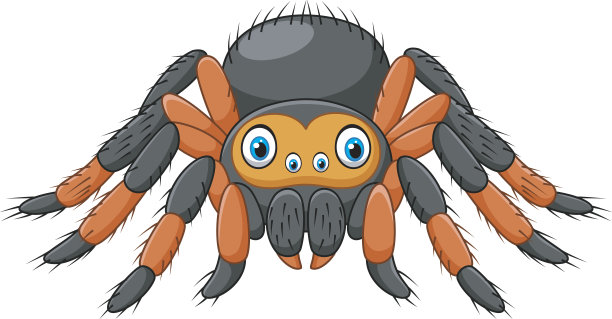 spider
