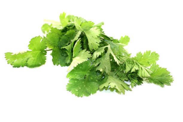 cilantro