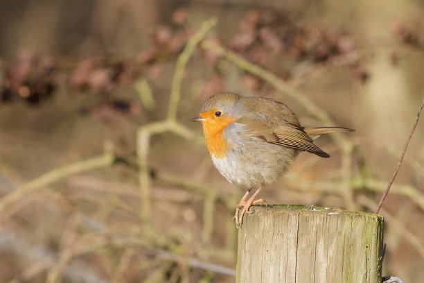 robin-chat