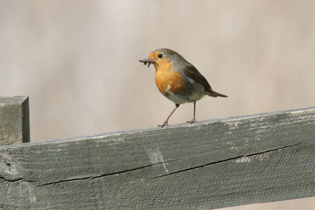 robin-chat