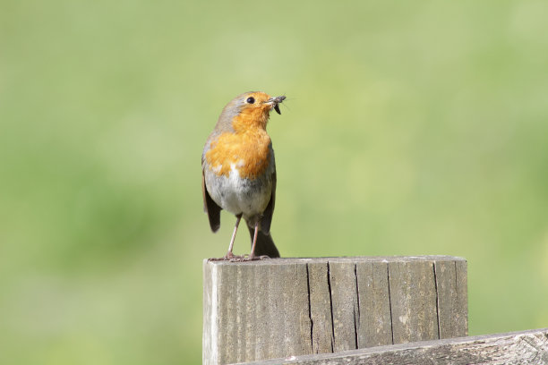 robin-chat