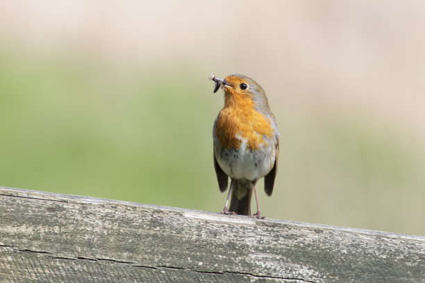 robin-chat