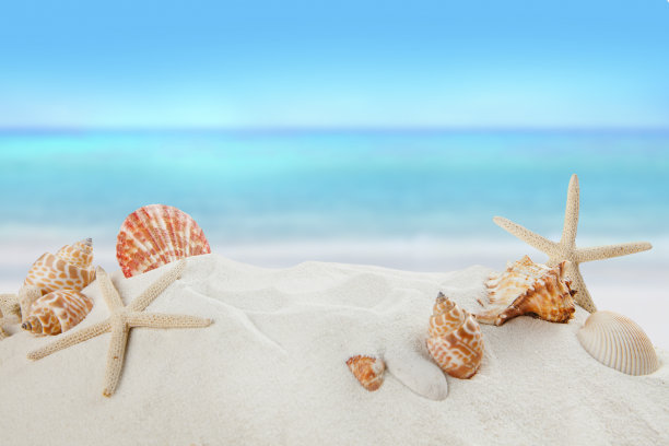 seashell