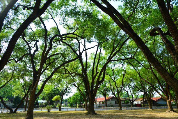 仰拍樟树