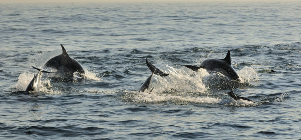 海豚快速游泳跳跃