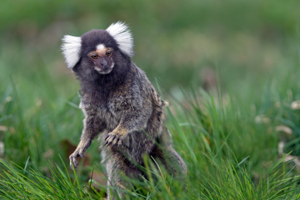 marmoset