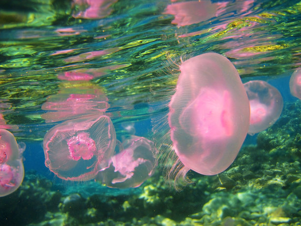 jellyfish