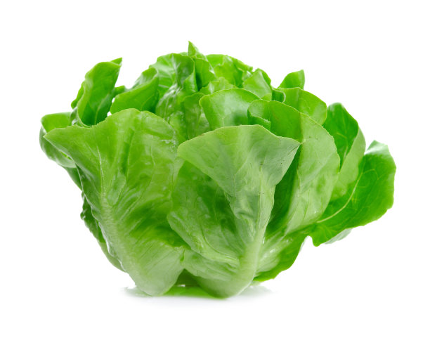 lactuca