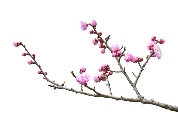 梅花素材