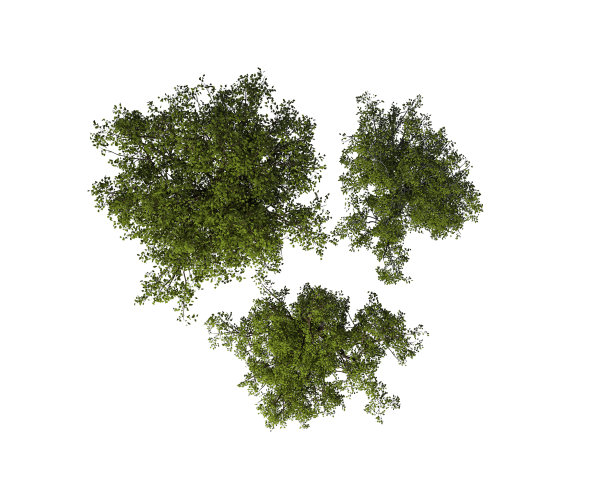 shrub