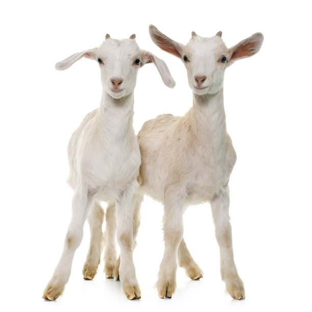 goat