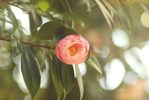 bloom