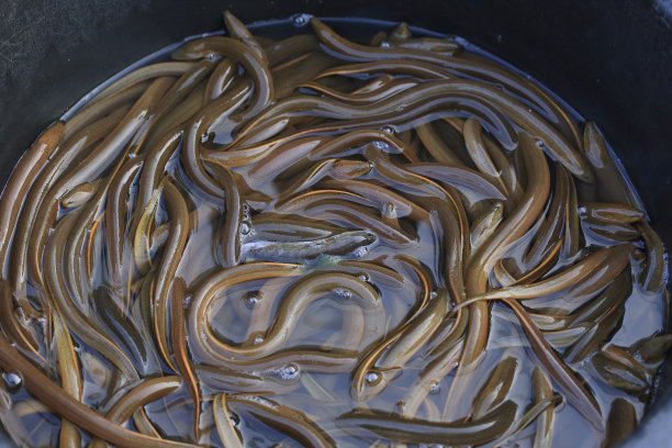 eel