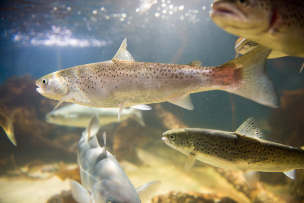 salmo