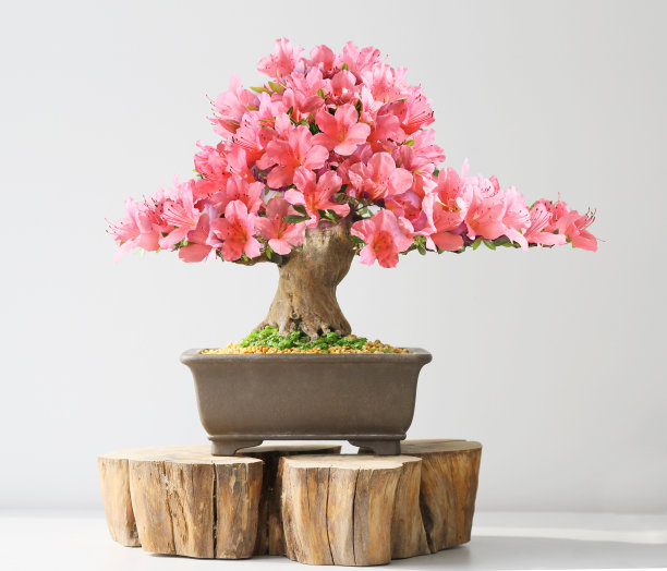 bonsai