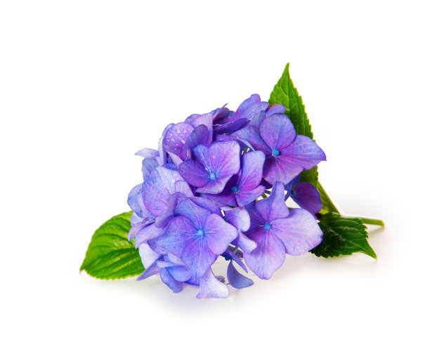 紫蓝色小花