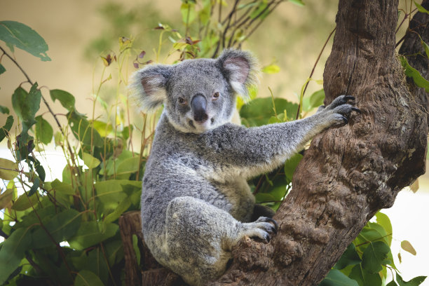 koala