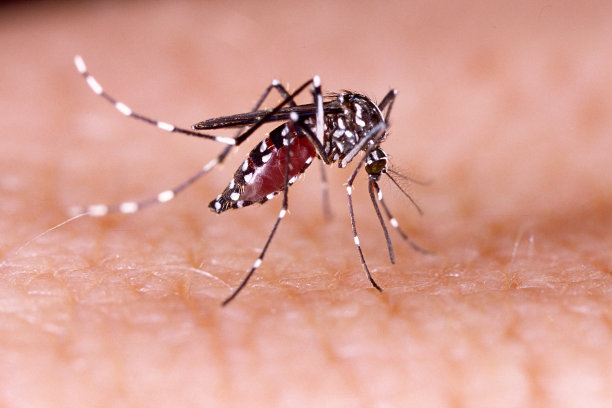 mosquito