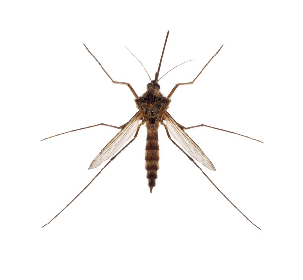 mosquito