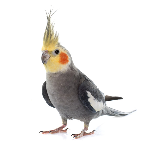 ara
