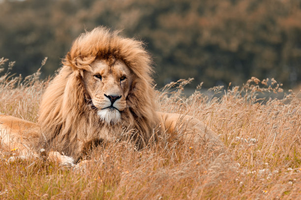 lions