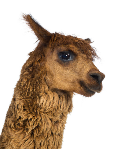 alpaca