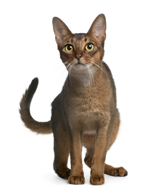 abyssinian猫