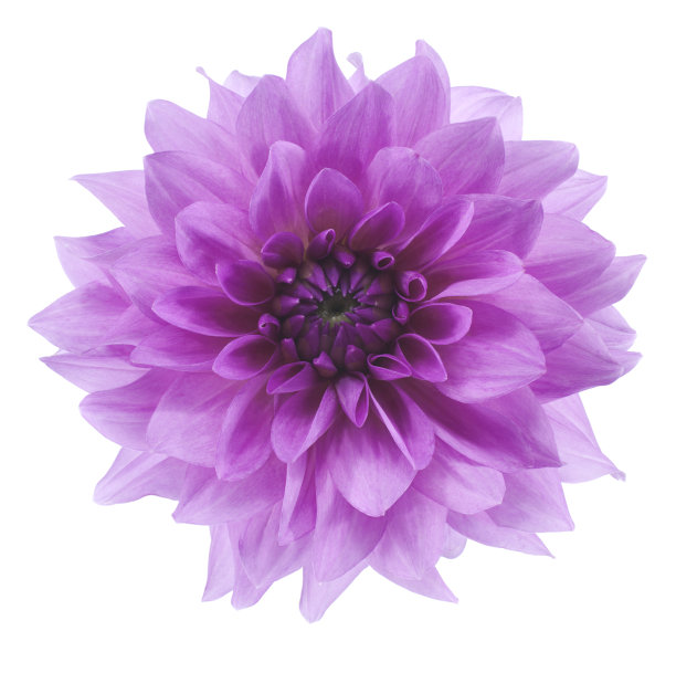 紫红花
