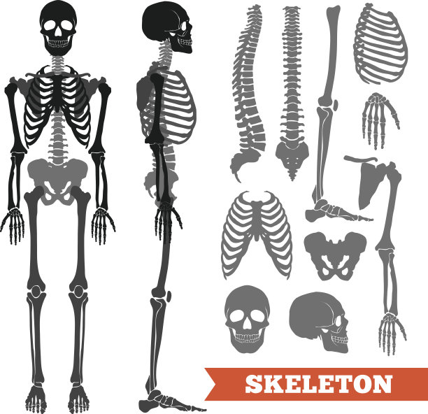 bone