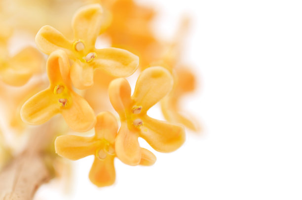 fragrans