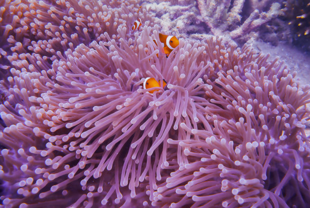 anemonefish