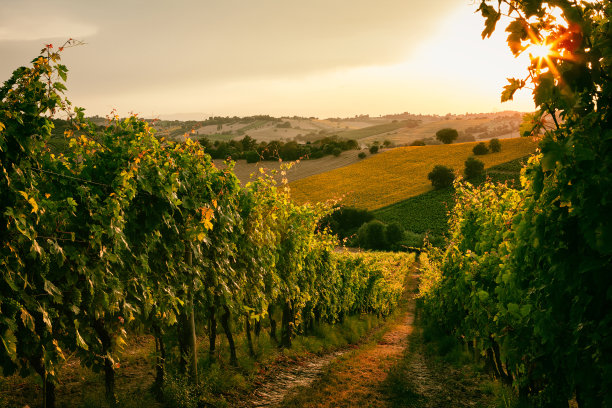 vineyard
