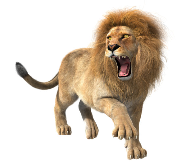 lion