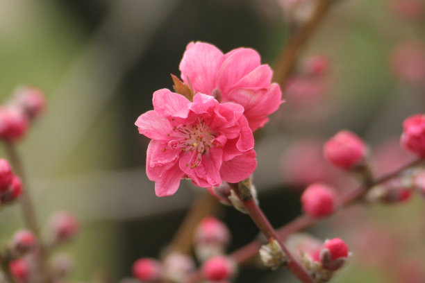 温带的花,公园,日本文化